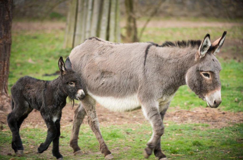 Baby Donkey called in english