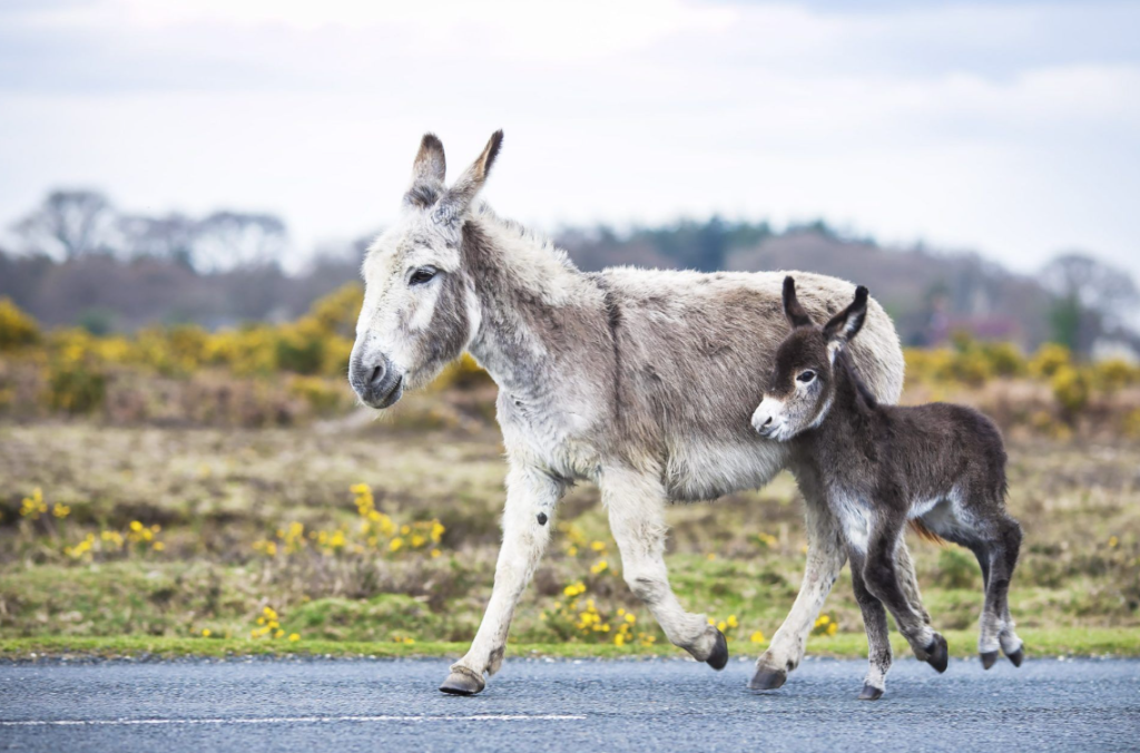 Baby Donkey Name