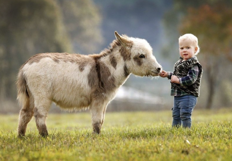Baby Donkey Pics